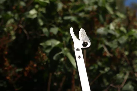 Garden pruner (pruner on a long pole), designed for pruning high branches Photos