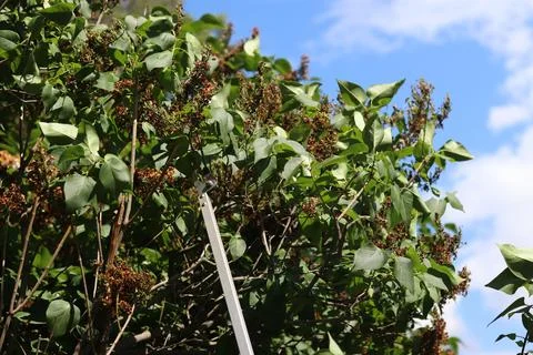 Garden pruner (pruner on a long pole), designed for pruning high branches Photos
