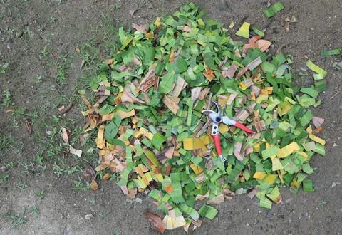 Garden pruning shears on heap cut leaves preparing for organic fertilizer. Tr Stock Photos
