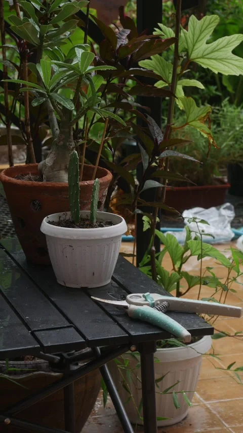 Garden pruning shears scissors on table Видео 337873066