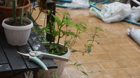 Garden pruning shears scissors on table 库存影片 339071039