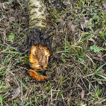 Garden pruning work. Cherry rotted from disease. Stock Photos