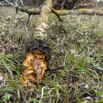 Garden pruning work. Cherry rotted from disease. Stock Photos