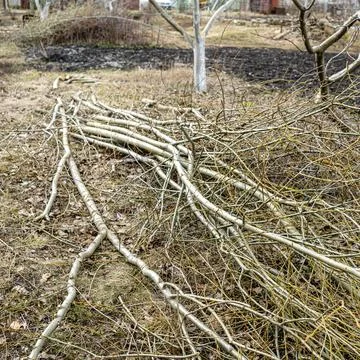 Garden pruning work. Cut branches lie on the ground. Stock Photos