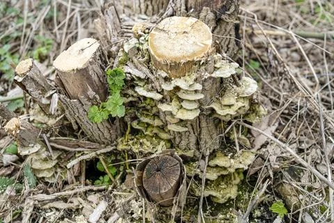Garden pruning work. The sawn apple tree, due to the disease, rotted and be.. Stock Photos