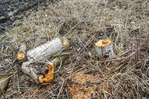Garden pruning work. Sawn cherry, because of the disease, the core of the tre Photos