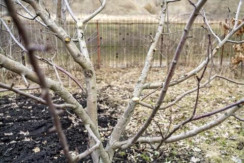 Garden pruning work. Sections on the trunk of an apple tree are smeared wit.. Stock Photos