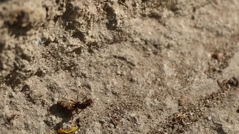 Garden queen ant Lasius niger attacked by another ant on a rock Stock Footage 311994041