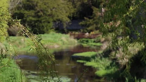 Garden Rack focus from branch to bridge Stock Footage 88961563
