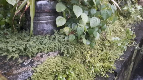 Garden, Raining Day Stock Footage 325656549