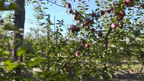 Garden with red apples Stock Footage 69777117