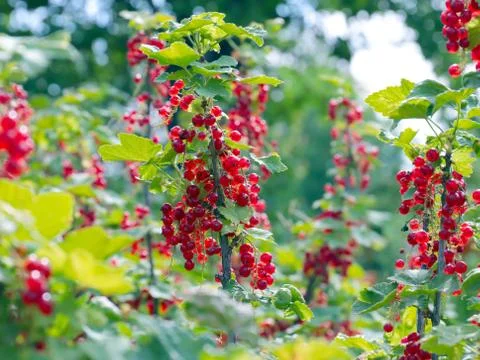 Garden red currant Stock Photos
