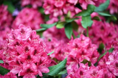 Garden with red hydrangea flower in springtime 写真素材