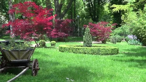 Garden with red maple Stock Footage 334864442