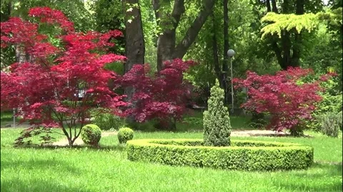 Garden with red maple trees 스톡 동영상 334864477