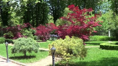 Garden with red maple trees Stock Footage 334864711