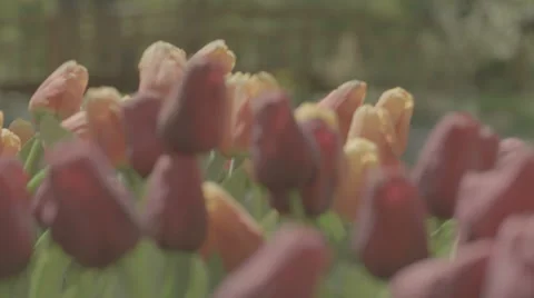 A garden of red tulips. Close up Stock Footage 40347538