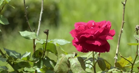 Garden red velvet rose with motion in a botanical garden Stock Footage 242589612