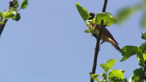 Garden redstart singing on branch against blue sky Stock Footage 330452020