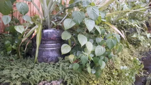 Garden on the RoadSide Video stock 325656536