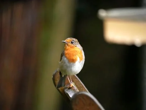 Garden Robin Stock Photos