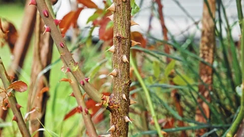 Garden Rose Bush with Sharp Prickly Thorn Spikes on Thick Flower Stalk  Stock Footage 283566016