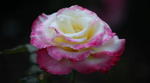 Garden rose Stock Footage 3175051