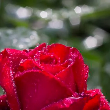 Garden rose Stock Photos