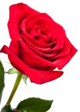 Garden rose Stock Photos
