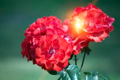 Garden rose Stock Photos