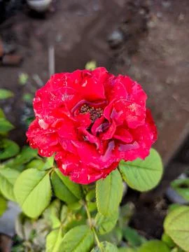 Garden rose 写真素材