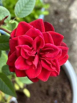 Garden rose Stock Photos
