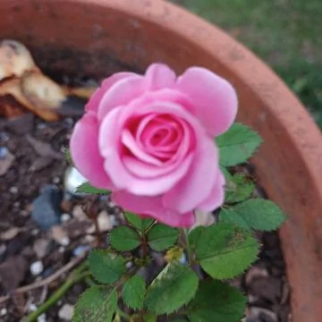 Garden Rose Stock Photos