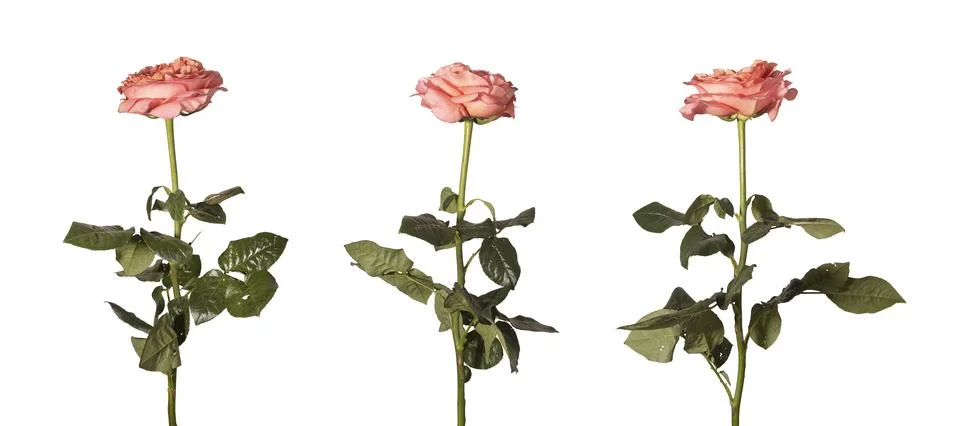 Garden rose stems different angles isolated background. Multiple views, rosa Stock Photos