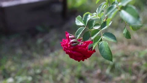Garden rose sways in the wind Stock Footage 157929528