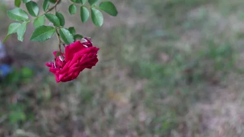 Garden rose sways in the wind Stock Footage 157929628
