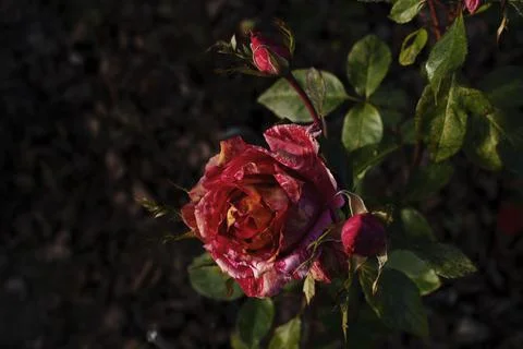 Garden Roses Foto stock