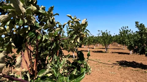 A garden with rows of apple trees planted in neat parallel lines. Stock Footage 329870875