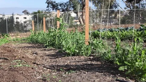 Garden Rows Stock Footage 79425466