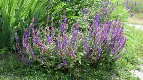 Garden sage with bees on it Stock-Footage 67273389