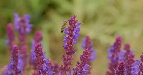 Garden sage close up Stock Footage 142510914