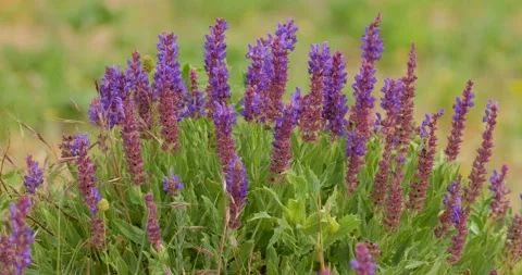 Garden sage close up Stock Footage 142510921