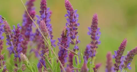 Garden sage close up Stock Footage 142510961