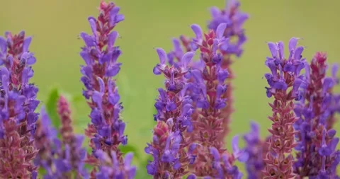 Garden sage close up Stock Footage 142511189