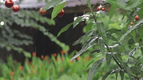 Garden Scene Day Stock Footage 259975947