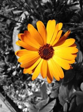 Garden scene Foto stock