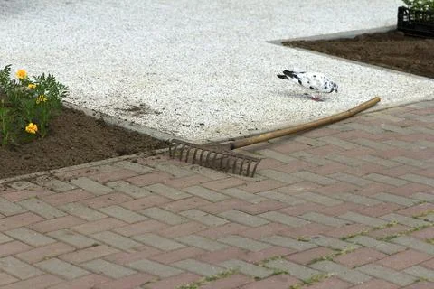 A garden scene with a rake on a brick pathway. A black and white bird is se.. Foto stock