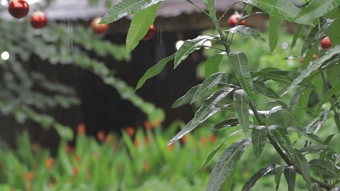 Garden Scene Slow Motion Stock Footage 259975702