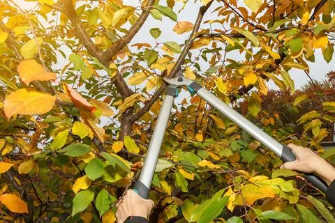 Garden scissors. It is important to prune fruit trees in fall a sanitary mann 库存照片