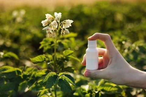 Garden season problems and solution. Cropped photo hand of farmer holds white Stock Photos